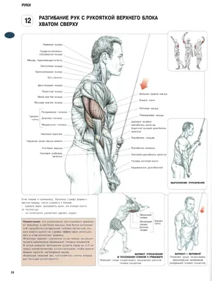 8 эффективных упражнений на бицепс - Лайфхакер