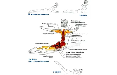 14 эффективных упражнений для здоровой спины | FitCurves