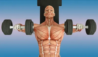 Упражнения на икры: как накачать икроножные мышцы но мужчинам и женщинам