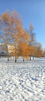 komendantovaliudmila - Ура зима, ура снег❄⛄🏂 | Facebook