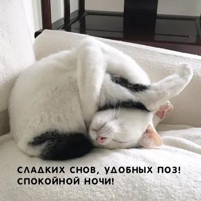 спит :: кровать :: устал :: котэ (прикольные картинки с кошками) / смешные  картинки и другие приколы: комиксы, гиф анимация, видео, лучший  интеллектуальный юмор.