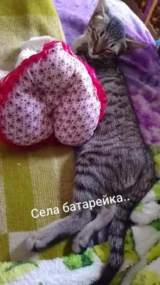 Железодефицитная анемия. Дефицит железа в организме - причины появления,  симптомы заболевания, диагностика и способы лечения