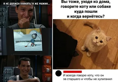 живность :: усталость :: кот / смешные картинки и другие приколы: комиксы,  гиф анимация, видео, лучший интеллектуальный юмор.
