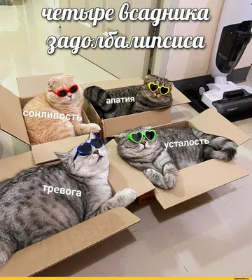Выходные: приятная усталость. Будни: неприятная усталость. #выходные  #прикол #статусы #смешно #анекдот | Яркие цитаты, Смешно, Вдохновляющие  высказывания