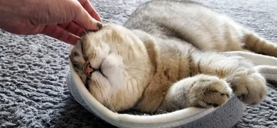 спящий кот очень уставший кот Стоковое Фото - изображение насчитывающей  использовано, средства: 254783564