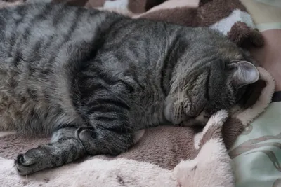 Сонный кот Стоковые фотографии, картинки, все без лицензионных отчислений -  Envato Elements