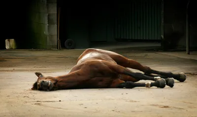 Уставшая лошадь отдыхает на песке во время жаркого дня вымотанного работой  Стоковое Изображение - изображение насчитывающей ангстрома, вольность:  204317707