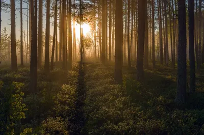 утренний лес — Фото №196317