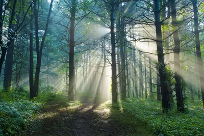Прекрасный утренний лес, Пэтвей через красивый лес Стоковое Изображение -  изображение насчитывающей цвет, среда: 159265813