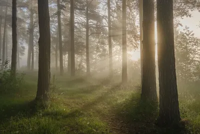 Утренний лес.