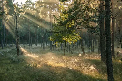 Утренний лес — Фото №259147