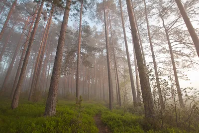 Утренний лес - 66 фото