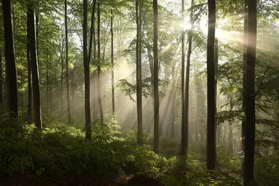 Скачать 1920x1080 лес, деревья, земля, трава, солнечные лучи, свежесть,  утро обои, картинки full hd, hdtv, fhd, 1080p