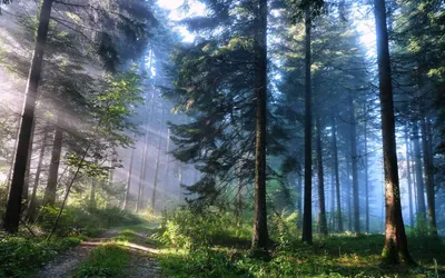 Волшебный утренний лес - 71 фото