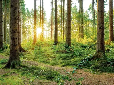 Фотообои Утренний лес на стену. Купить фотообои Утренний лес в  интернет-магазине WallArt