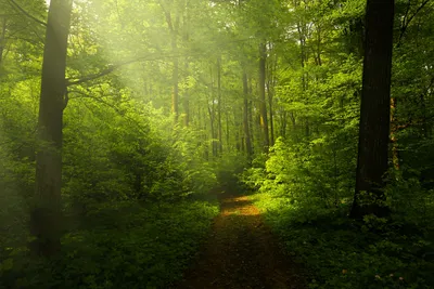 Утренний лес - красивые фото