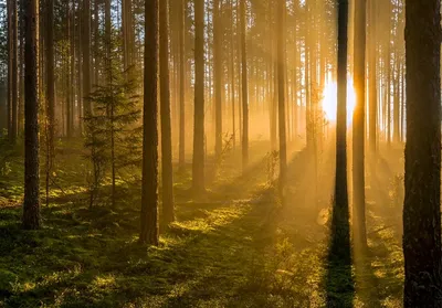 Красивый утренний лес - 71 фото