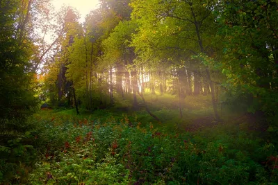 Фотообои \"Утро в лесу\". Изготовим точно под размер вашей стены. Купить.