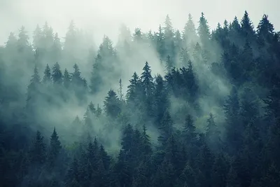 картинки : дерево, природа, пустыня, гора, туман, утро, Осень, Погода,  Пихта, Ель, Горы, Тропические леса, Туманный, Лесистая местность,  естественная среда, настроение, Сельский пейзаж, Лиственница, Экосистемный,  Румыния, Трансильвания, Сосновый лес ...