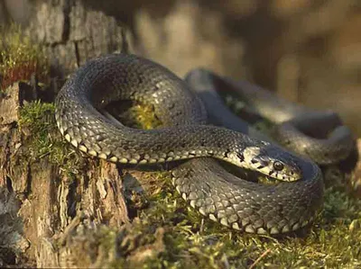 Змеи-рыболовы. Водяной уж (Natrix tesselata)