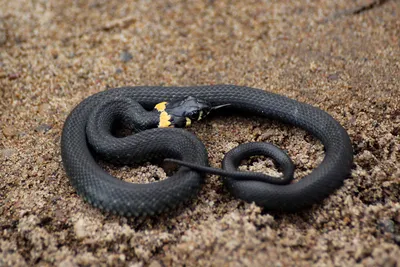 Добрый змей с желтыми пятнами: как живет обыкновенный уж | Вокруг Света