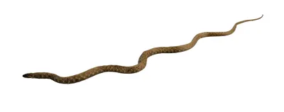 Уж - не домашний змей | Пикабу