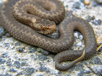 EXOPRIMA Свиноносый уж Super Anaconda (Super Conda), S купить в Москве в  зоомагазине, цены - Сами с Усами