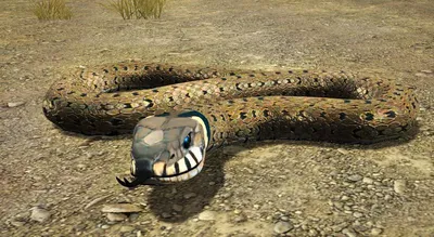 Как отличать змей – онлайн тест на ядовитых и безобидных змей в Беларуси