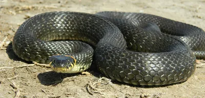 Нашествие змей: как отличить ядовитую змею, где обитают гадюки и ужи,  техника безопасности