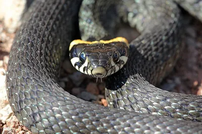 Свиноносый уж \"Heterodon nasicus\" (морфа Super Anaconda) купить в Москве по  цене 19 500 руб. в интернет-магазине ExoLife