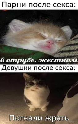 я *вот приду после учёбы и успею кучу дел сделать* я после учёбы: | cats  and cats and cats and cats and cats and cat | ВКонтакте