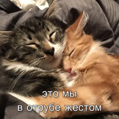 в отрубе жестком😴#кот #funnyanimals @cats @sleep | TikTok