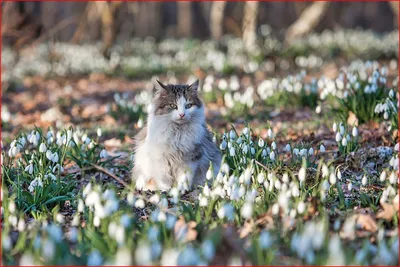 В ожидании весны :: galina bronnikova – Социальная сеть ФотоКто