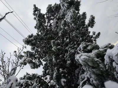 С 1 по 4 июня в ЦПКиО Волгограда детвора будет бороться с мошкой ванильной  пеной