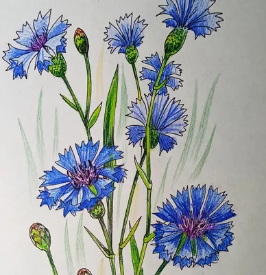 Купить Василек Лагуна, синий семена цветов однолетних с доставкой почтой в  Минске