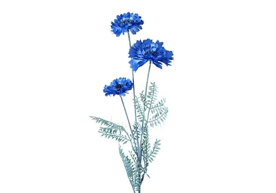 Рисунок синий василек - 60 фото