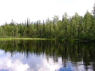 Как найти «Васюткино озеро»? - Gapeenko.net
