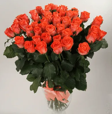 Купить розы Дарк вау оптом по лучшим ценам в Москве - Ступинский тепличный  комбинат Мосроза