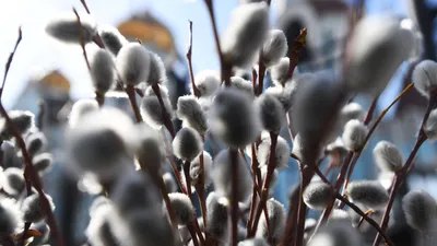 File:Ukraine - Salix caprea - Spring time - Верба віщує весну в Україні.jpg  - Wikimedia Commons