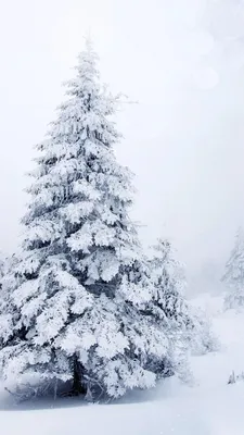 Вертикальные обои на айфон красивые зимние (52 картинки) | Wallpaper iphone  christmas, Winter wallpaper, Christmas wallpaper