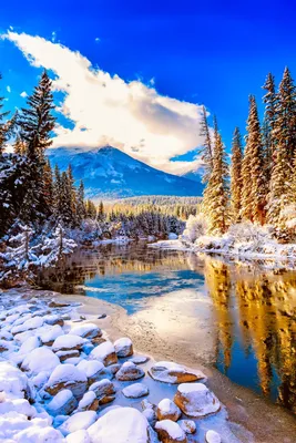 Картинки Зима Природа Красивые Вертикальные – Telegraph