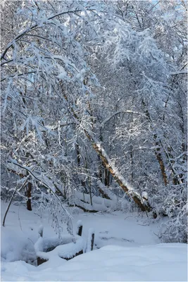 Картинки вертикальные снег (65 фото) » Картинки и статусы про окружающий  мир вокруг