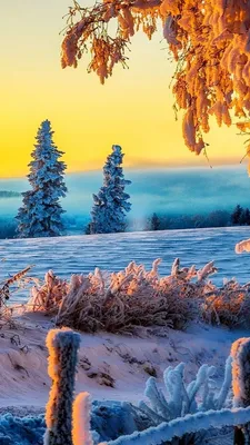 Зима Картинки Красивые Вертикальные – Telegraph