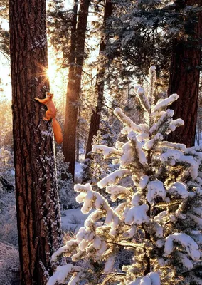 Вертикальный снег сцены зимы и дерево Стоковое Фото - изображение  насчитывающей зима, холодно: 110006774