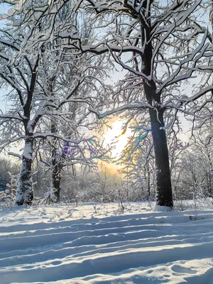 Вертикальный путь к предпосылке ландшафта леса зимы Стоковое Фото -  изображение насчитывающей богато, следы: 143000456