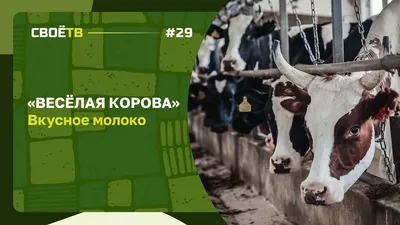 Билет на ферму Веселая корова (детский - до 5 лет) - купить в Москве и  Московской области с доставкой в Сырном сомелье