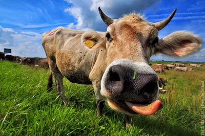 Сувенир ErichKrause® Decor Веселая корова 6см купить оптом, цена от 122.72  руб.