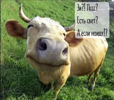 Веселая корова Stock Photo | Adobe Stock