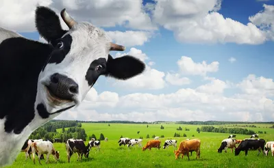 Веселая корова - трехмерный рисунок Иллюстрация штока - иллюстрации  насчитывающей перевозка, ретро: 164443538