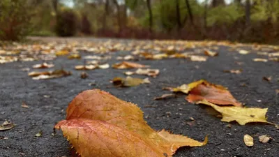 Весёлая осень. | Фотосайт СуперСнимки.Ру